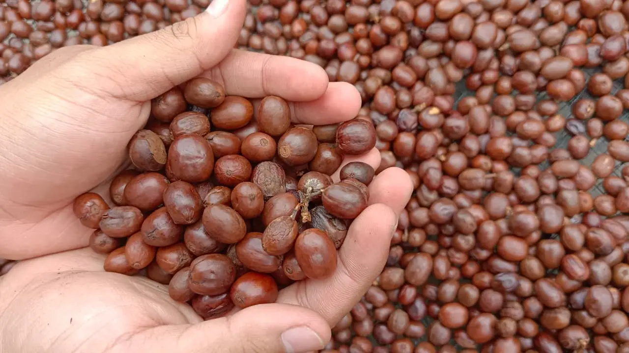 Arabica Java Ijen green coffee prepared for export